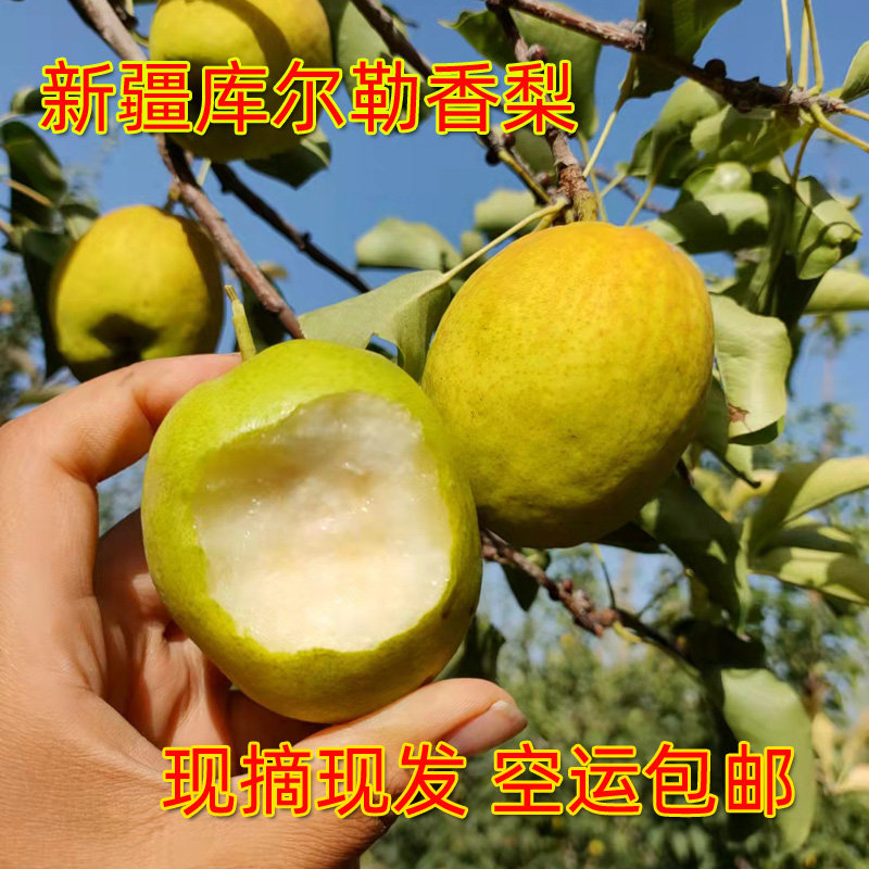 新疆新鲜水果 库尔勒香梨特级母梨120克起步 5斤/9斤包邮