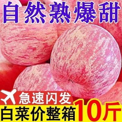 【爆款】山东红富士苹果当季新鲜冰糖心脆甜丑苹果水果批发一整箱