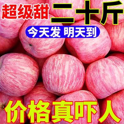 陕西红富士苹果10斤新鲜水果苹果脆甜冰糖心丑苹果整箱5斤批发价