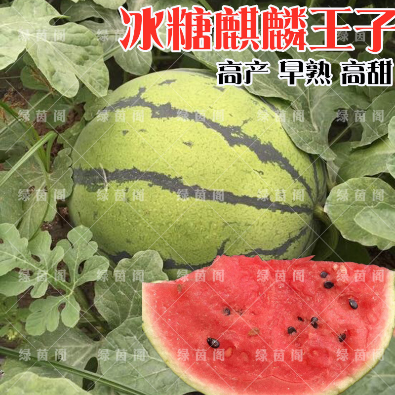西瓜种孑薄皮超甜冰糖麒麟王子懒汉西瓜种籽四季春季水果蔬菜种子
