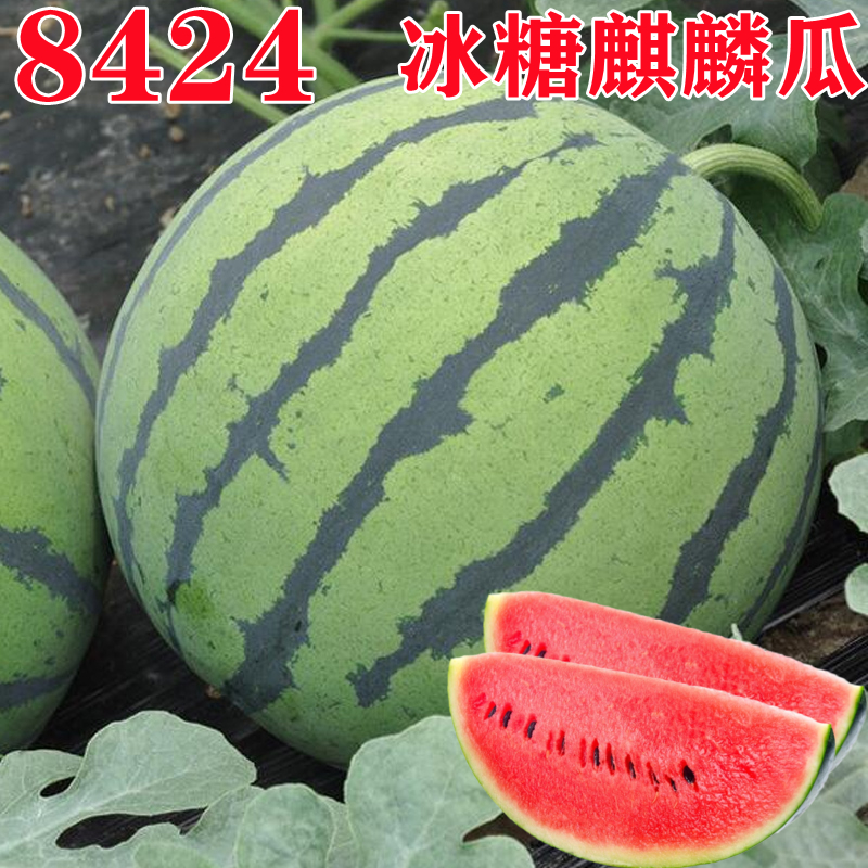 8424麒麟西瓜种子美都甜王四季蔬菜水果盆栽南方西瓜种籽