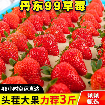 正宗丹东奶油99草莓现摘新鲜水果孕妇东港九九红颜牛奶商用整箱