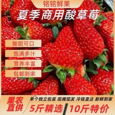 新鲜四季商用草莓现摘当季草莓烘焙茶饮糖葫芦一整箱大果10斤批发