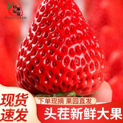 甄选草莓丹东99草莓牛奶草莓新鲜水果应季水果东港大草莓红颜当季