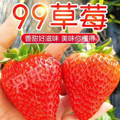 正宗丹东99牛奶大草莓新鲜现摘孕妇水果精选礼盒大果【空运包邮】
