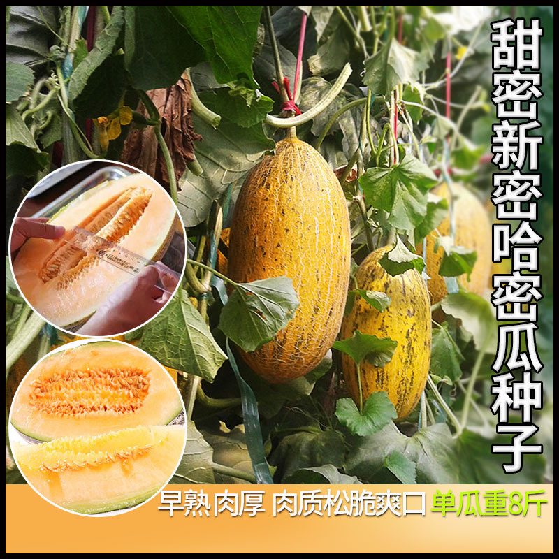 新疆新密哈密瓜种子甜蜜脆甜瓜种籽农家四季蔬果水果种孑