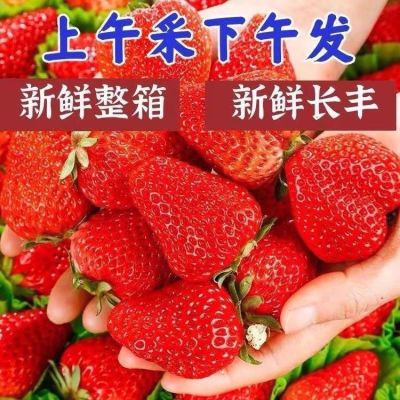 云南四季新鲜草莓商用烘培奶茶糖葫芦现摘现发一整箱包邮冰糖葫芦