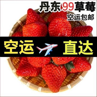 甄选草莓正宗丹东99红颜牛奶草莓新鲜特大果孕妇水果东港大草莓