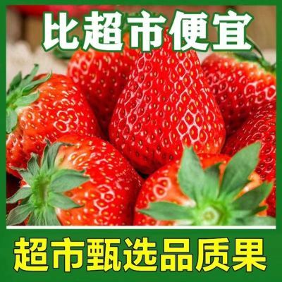 云南夏季草莓新鲜酸甜可口商用烘焙奶茶果园直销现摘现发整箱包邮