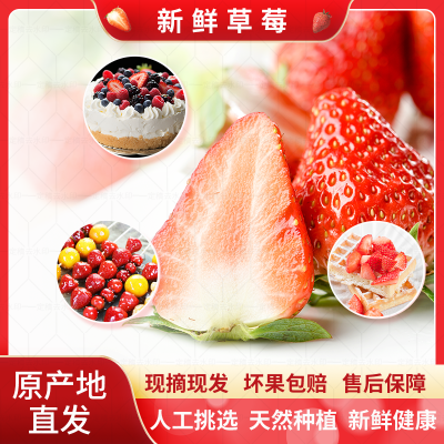 云南草莓酸甜新鲜现摘商用批发奶茶果酱烘焙糖葫芦新鲜一整箱包邮