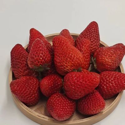 丹东久久草莓   新鲜红颜草莓  空运包邮  现摘现发,丹东草莓当季