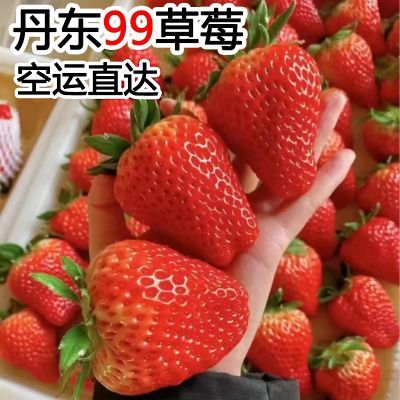 正宗丹东99牛奶大草莓新鲜现摘孕妇水果精选礼盒大果【空运包邮】