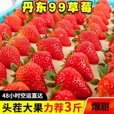 【久久红颜草莓】正宗丹东99草采摘大草莓新鲜鲜草莓牛奶丹东草莓
