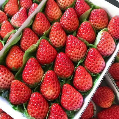 【巧克力草莓】双流红颜甜草莓新鲜水果当季奶油四季商用烘焙草莓