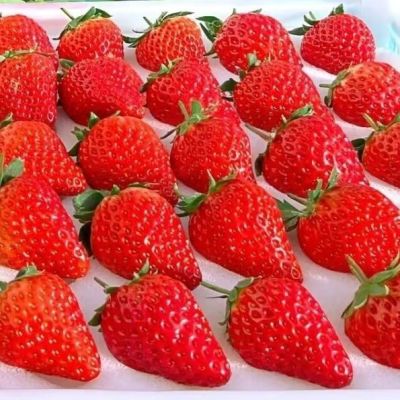云南四季鲜草莓9斤批发价奶茶店烘焙糖葫芦商用酸草莓整箱包邮