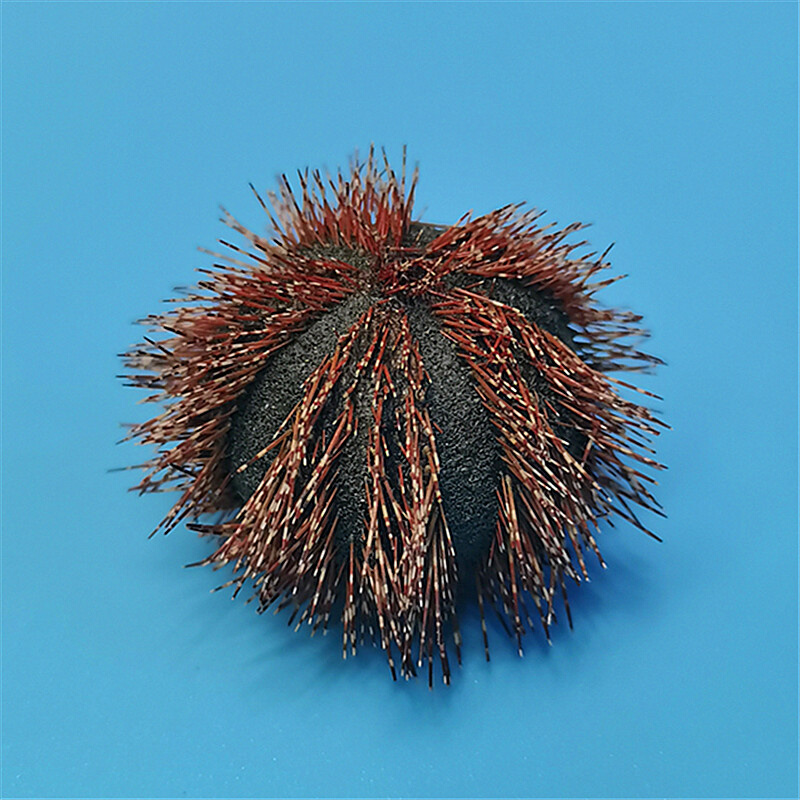 天然贝壳海螺红毛海胆标本创意diy科普教材地中海家居收藏摆件