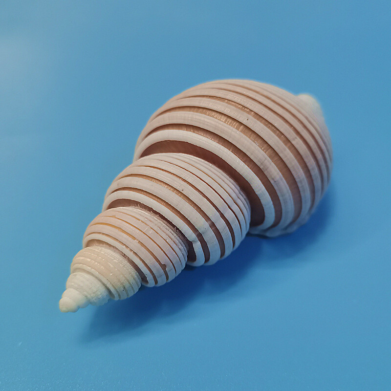 越南绳纹峨螺天然稀有海螺贝壳标本螺地中海家居收藏摆件