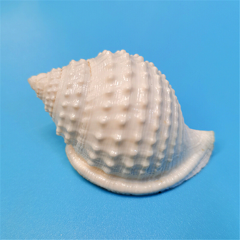 玉珠粗皮 鬘螺天然稀有海螺贝壳标本螺地中海家居收藏摆件