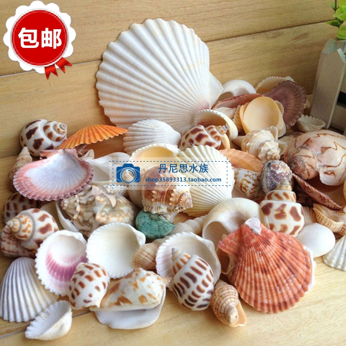 贝壳海螺套装仿真贝壳海螺鱼缸造景装饰地台地中海家居200克包邮