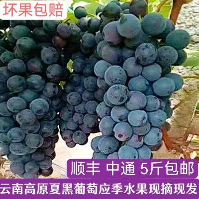 云南夏黑葡萄无籽优质蓝莓葡萄生态种植现摘现坏果包赔1/5斤整箱
