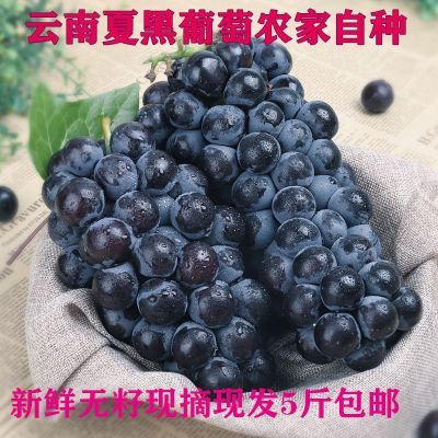 云南夏黑葡萄当季新鲜葡萄无籽黑提现摘水果黑提黑加仑巨峰葡萄