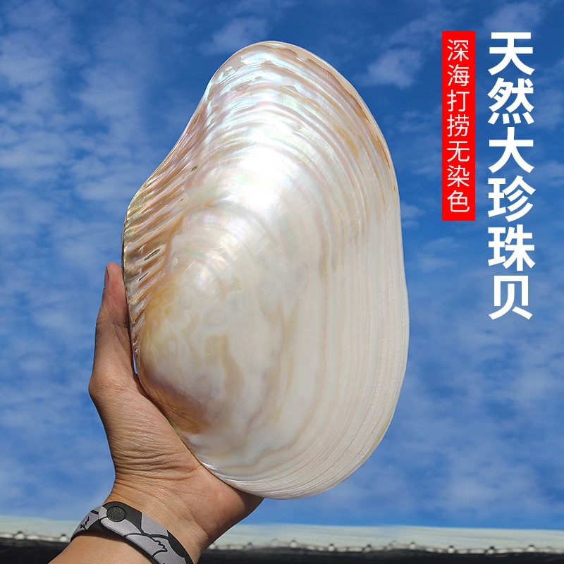 天然海螺贝壳超大珍珠贝光泽双面壳地中海家居装饰创意收藏摆件