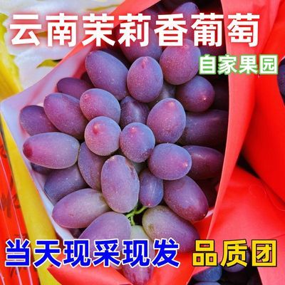 【包邮】云南茉莉香葡萄无籽香甜新鲜当季水果整箱孕妇小孩都可吃