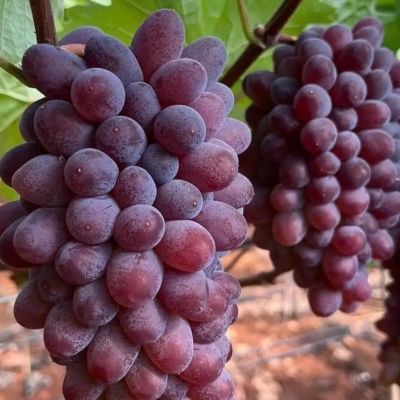 【包邮】云南弥勒茉莉香葡萄无籽当季新鲜水果黑葡萄整箱
