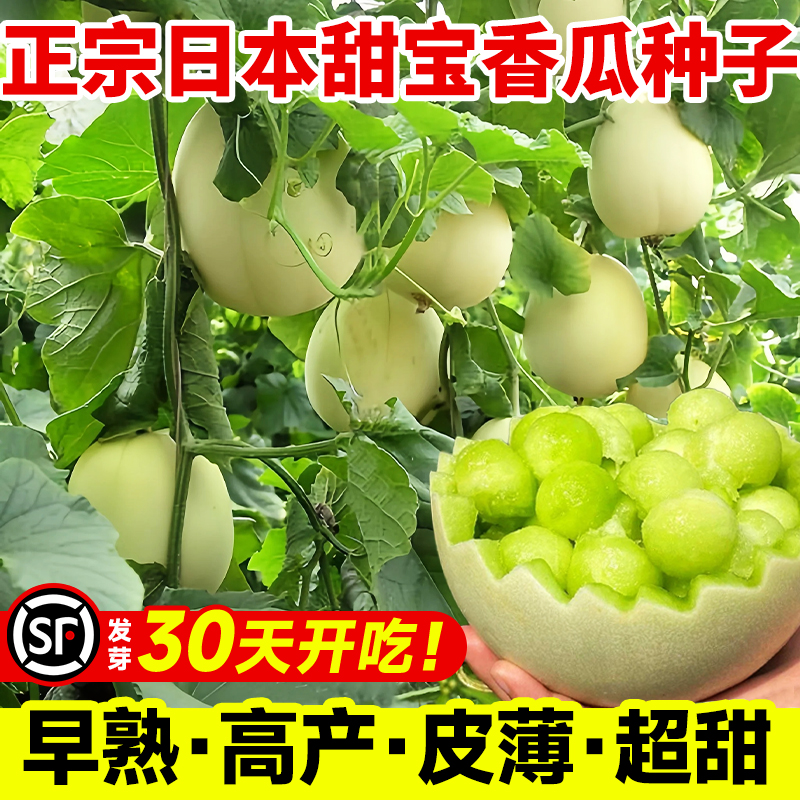 日本甜宝甜瓜种籽大全绿宝石羊角蜜香瓜种子孑四季种植西瓜菜秧苗